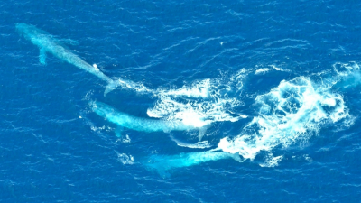 Unveiling Nature&#039;s Drama: Rare Courtship Ritual of Male Blue Whales Spotted Racing off South African Coast