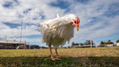 Feather Ruffled Down Under: Australian Chicken Farmers Allege Unfair Trade Tactics by Processors