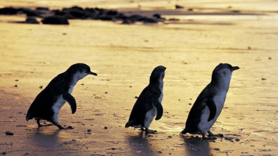 Call for Canine Restraint: Tasmanian Little Penguins Under Threat from Unleashed Dogs