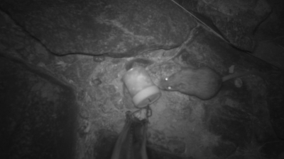 Discovery of Critically Endangered Central Rock Rat at Narwietooma and Glen Helen Cattle Stations in Northern Territory Signals Urgent Conservation Imperative